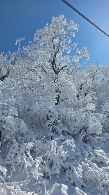 A winter landscape